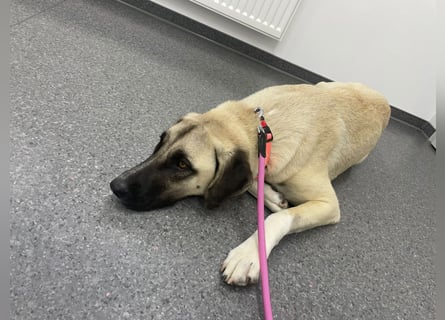 Luna Maus sucht ein herzliches Zuhause