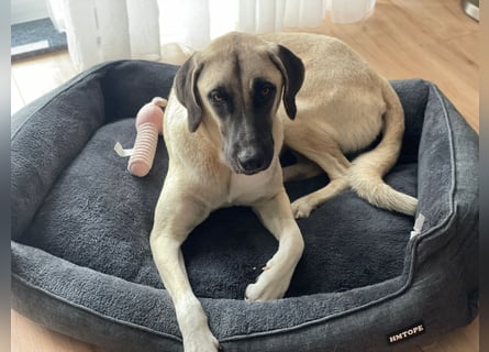 Luna Maus sucht ein herzliches Zuhause