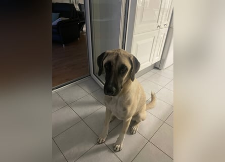 Luna Maus sucht ein herzliches Zuhause