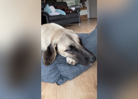 Luna Maus sucht ein herzliches Zuhause