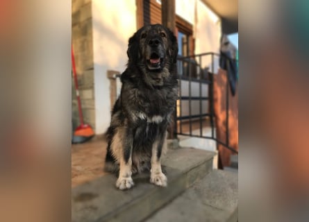 NOTFALL - Letzter liebevoller Platz für Hundeopa Sparta gesucht