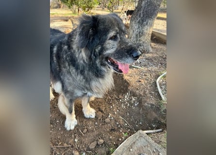 Sparta - kuscheliger Hundeopi sucht gemütliches Körbchen