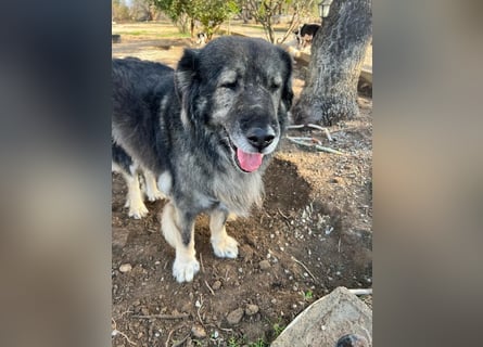 NOTFALL - Letzter liebevoller Platz für Hundeopa Sparta gesucht