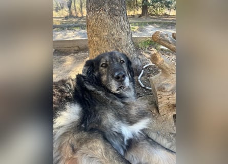 NOTFALL - Letzter liebevoller Platz für Hundeopa Sparta gesucht