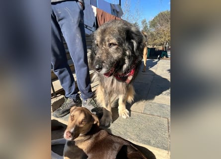 Sparta - kuscheliger Hundeopi sucht gemütliches Körbchen