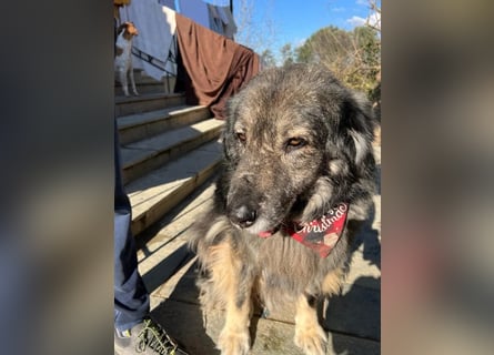 Sparta - kuscheliger Hundeopi sucht gemütliches Körbchen