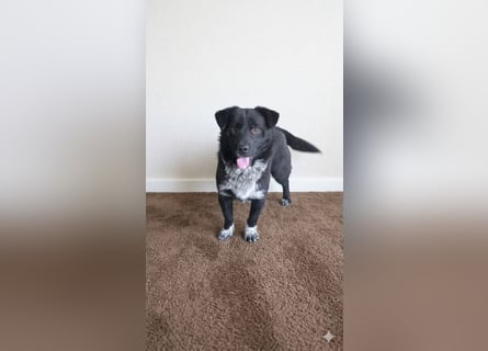 Kinderlieber Kleiner Rüde