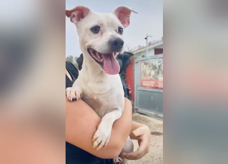 Sushi -  ein kleiner Mann sucht endlich sein Glück