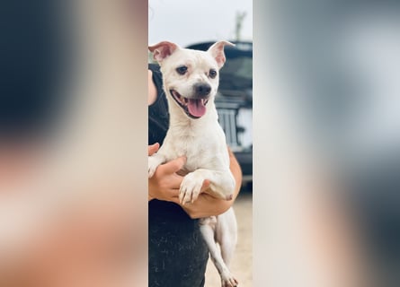 Sushi -  ein kleiner Mann sucht endlich sein Glück