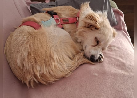 Suche für meine kleine Vicky schweren Herzens ein neues Zuhause