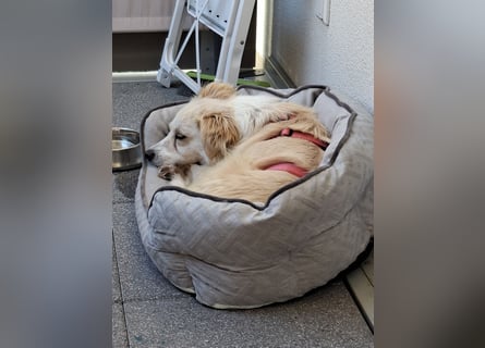 Suche für meine kleine Vicky schweren Herzens ein neues Zuhause