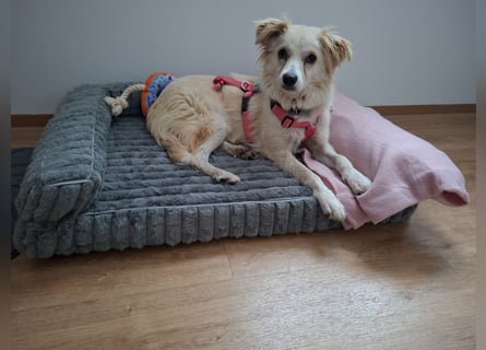 Suche für meine kleine Vicky schweren Herzens ein neues Zuhause