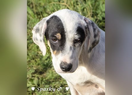 Zwei kleine Jungs   suchen ein Zuhause