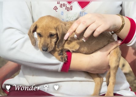 Wella, Wonder, Stevie und Summer suchen ein Zuhause