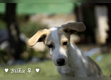 Update: Mischlingswelpen Bado und Bilko   suchen ein Zuhause