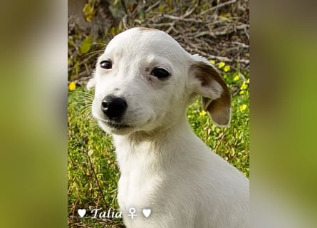 Sechs kleinbleibende Welpen  suchen ein Zuhause