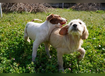 Wonder, Willie, Wilma und Summer suchen ein Zuhause