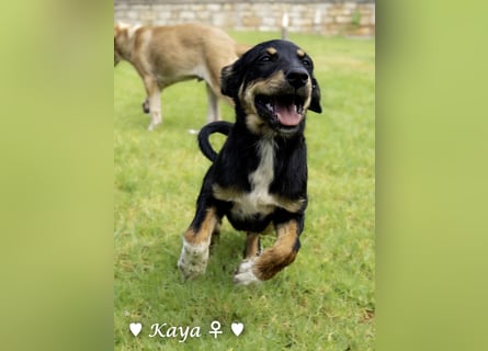 Kaya und Kastor suchen ab sofort ein Zuhause