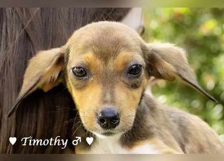 Sechs kleinbleibende Welpen  suchen ein Zuhause