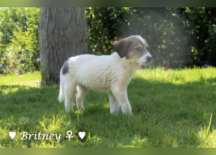 Britney und Brownie suchen ab August ein Zuhause