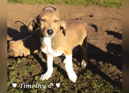 Update neue Bilder: Sechs Winzlinge  suchen ein Zuhause