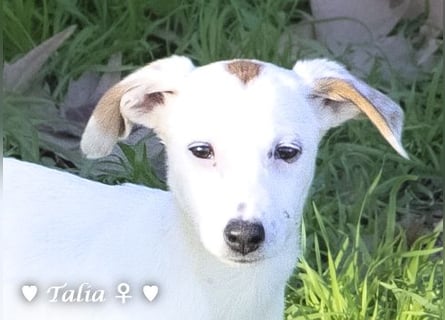 Update neue Bilder: Sechs Winzlinge  suchen ein Zuhause