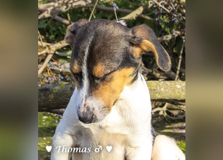 Thomas sucht ein Zuhause