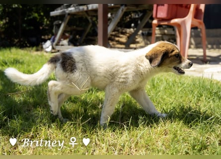 Britney und Brownie suchen ab August ein Zuhause