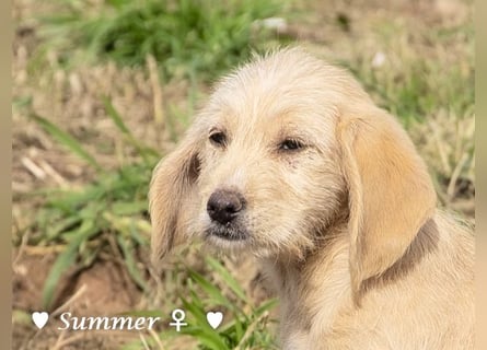 Wella, Wonder, Stevie und Summer suchen ein Zuhause