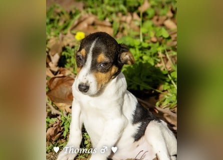 Sechs kleinbleibende Welpen  suchen ein Zuhause