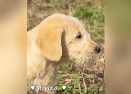 Wella, Wonder, Stevie und Summer suchen ein Zuhause