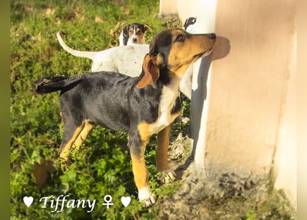 Update neue Bilder: Sechs Winzlinge  suchen ein Zuhause