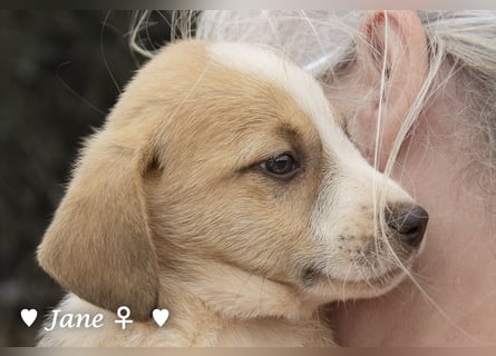 Juna, Julie, Joanna, Jill und Jane suchen ab Januar ein Zuhause