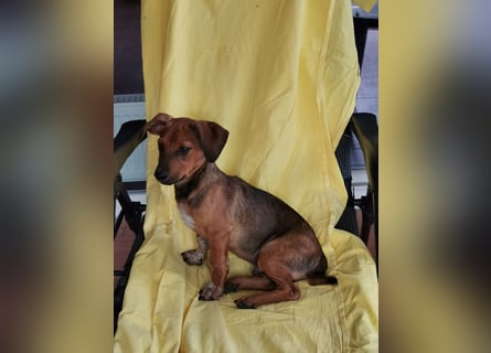 Update:  Kinderlieber Kastor in RLP, sucht ab sofort ein Zuhause