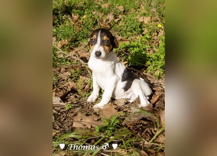 Sechs kleinbleibende Welpen  suchen ein Zuhause