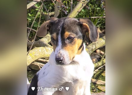 Thomas sucht ein Zuhause