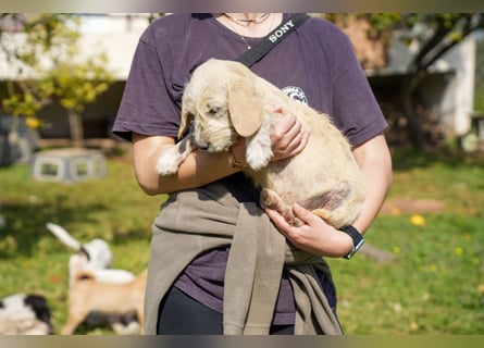 Wonder, Willie, Wilma und Summer suchen ein Zuhause
