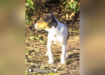 Update neue Bilder: Sechs Winzlinge  suchen ein Zuhause