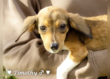 Sechs kleinbleibende Welpen  suchen ein Zuhause