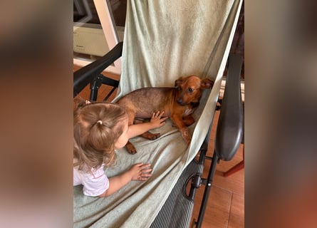 Update:  Kinderlieber Kastor in RLP, sucht ab sofort ein Zuhause