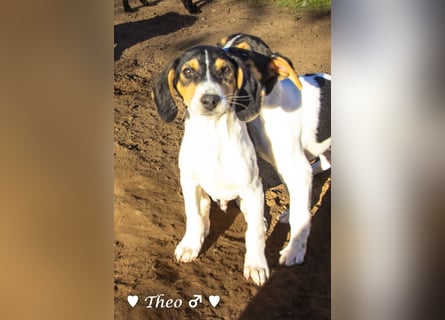 Update neue Bilder: Sechs Winzlinge  suchen ein Zuhause