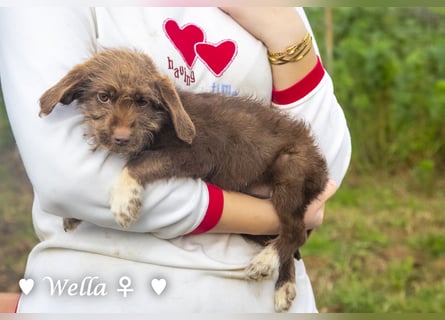 Wella, Wonder, Stevie und Summer suchen ein Zuhause