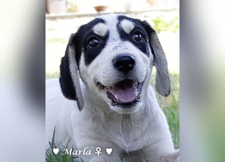 Marla sucht ein Zuhause
