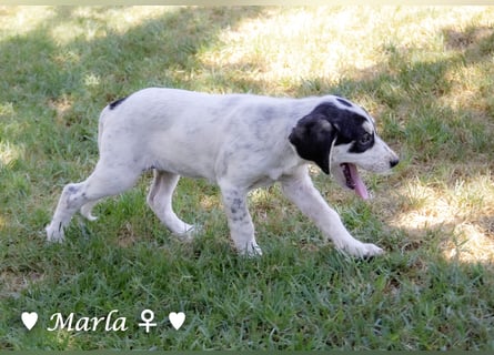 Marla sucht ein Zuhause