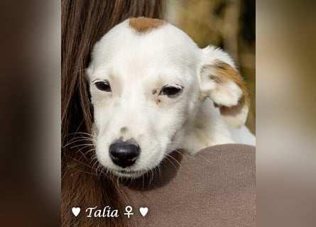 Sechs kleinbleibende Welpen  suchen ein Zuhause