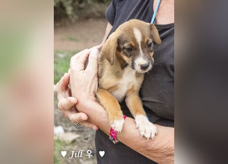 Juna, Julie, Joanna, Jill und Jane suchen ab Januar ein Zuhause