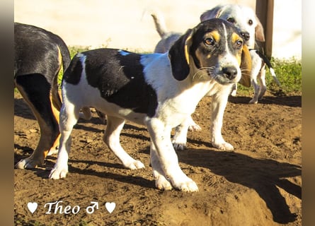 Update neue Bilder: Sechs Winzlinge  suchen ein Zuhause