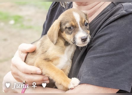 Juna, Julie, Joanna, Jill und Jane suchen ab Januar ein Zuhause