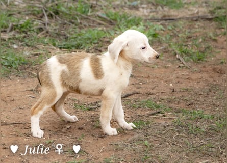 Juna, Julie, Joanna, Jill und Jane suchen ab Januar ein Zuhause