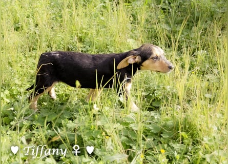 Sechs kleinbleibende Welpen  suchen ein Zuhause